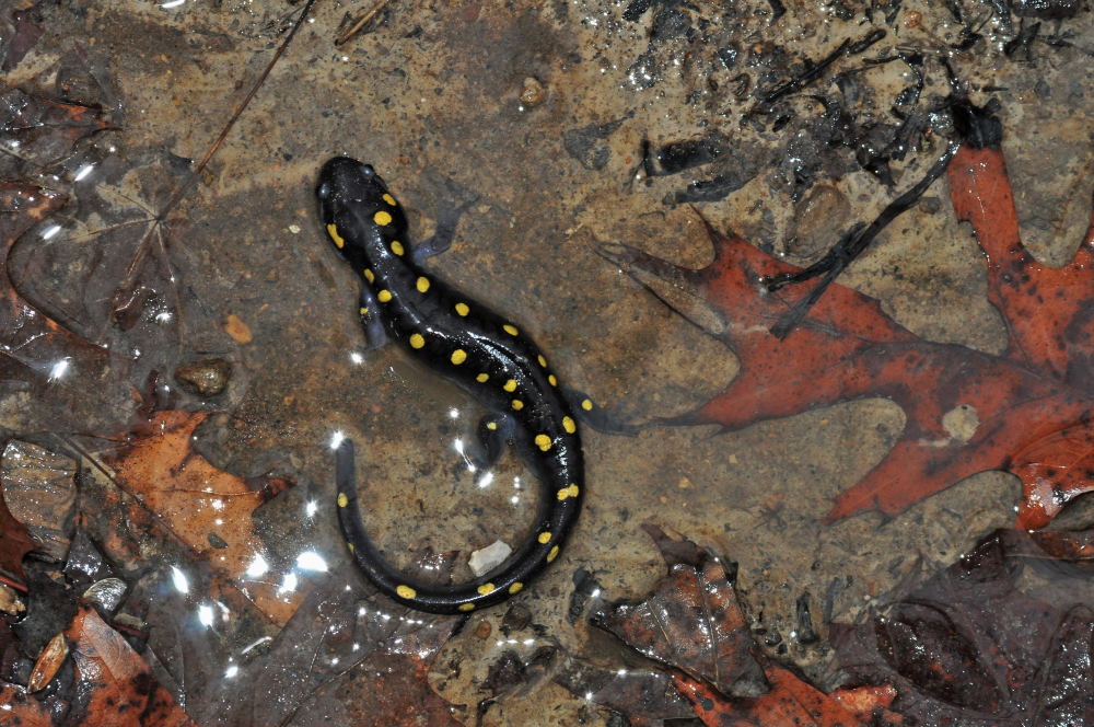 spotted salamander has a black body with yellow polka dots, its in a leafy pond spotted salamander has a black body with yellow polka dots, its in a leafy pond